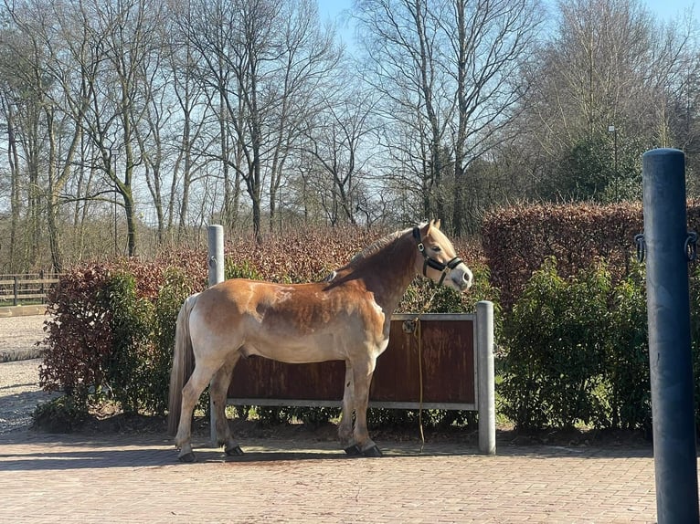 Haflinger Hongre 9 Ans 150 cm Palomino in Purmerend