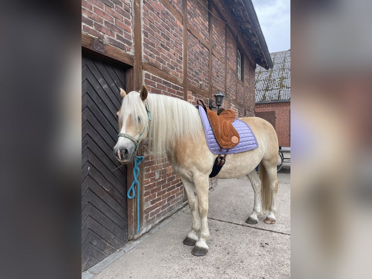 Haflinger Hongre 9 Ans 150 cm in Wadersloh