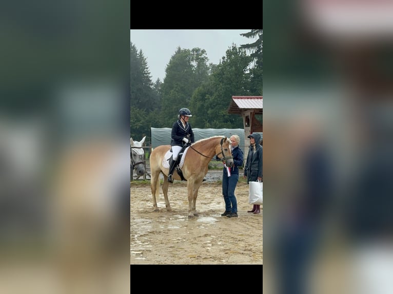 Haflinger Hongre 9 Ans 151 cm Isabelle in Davidschlag