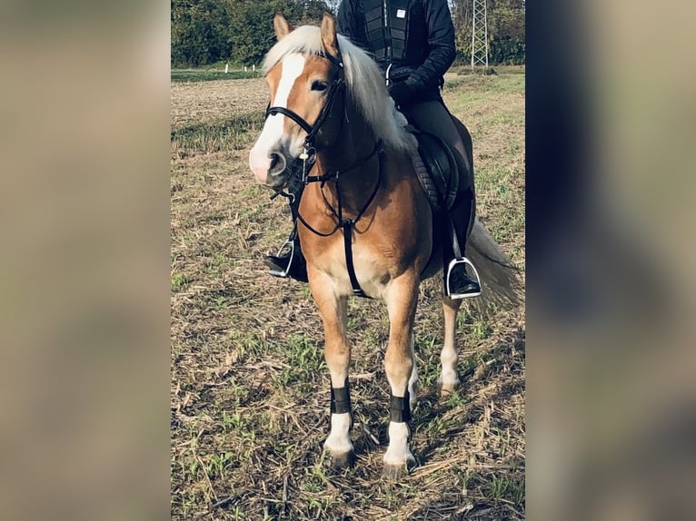 Haflinger Hongre 9 Ans 152 cm Alezan in Vogau