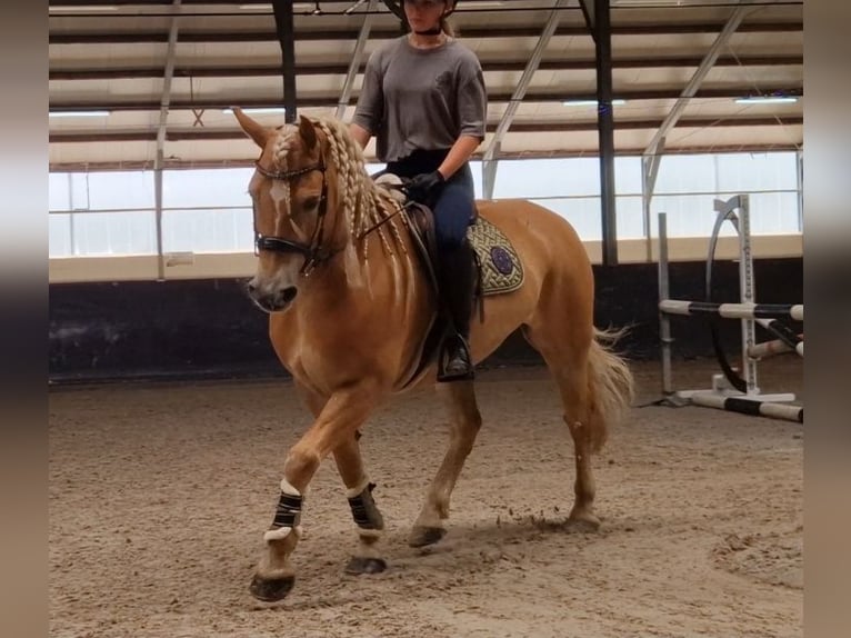 Haflinger Hongre 9 Ans 153 cm Alezan in Kaldenkirchen