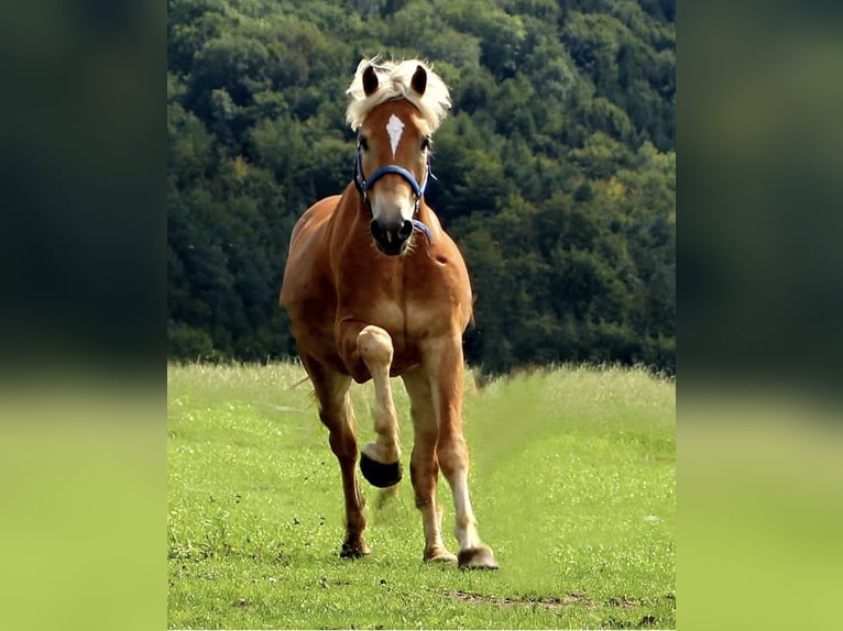 Haflinger Hongre 9 Ans 153 cm Alezan cuivré in Mettmach