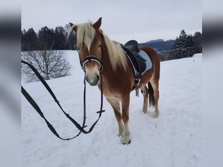 Haflinger Hongre 9 Ans 153 cm Alezan cuivré in Mettmach