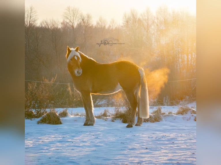 Haflinger Hongre 9 Ans 155 cm  in Lauf an der Pegnitz