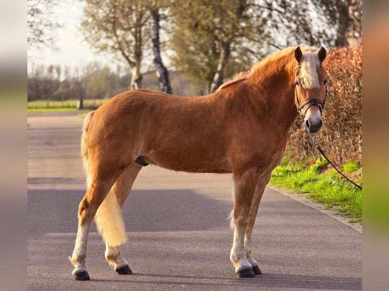 Haflinger Hongre 9 Ans 158 cm Palomino in Someren