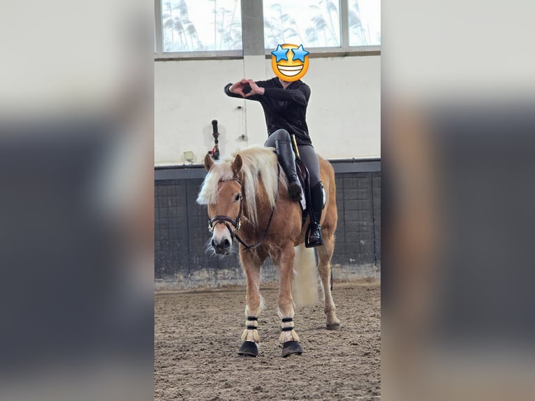 Haflinger Hongre 9 Ans 158 cm Palomino in Someren