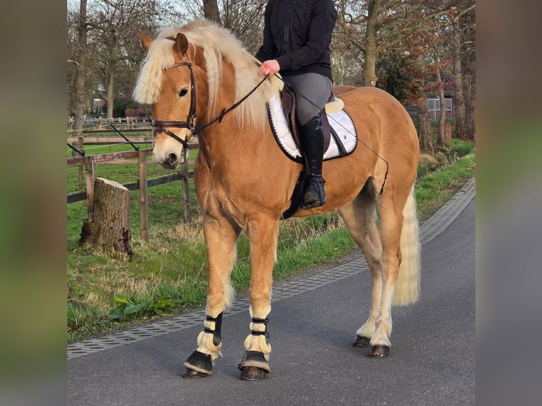 Haflinger Hongre 9 Ans 158 cm Palomino in Someren