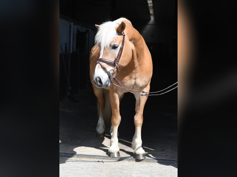 Haflinger Hongre 9 Ans 160 cm Palomino in Geilenkirchen