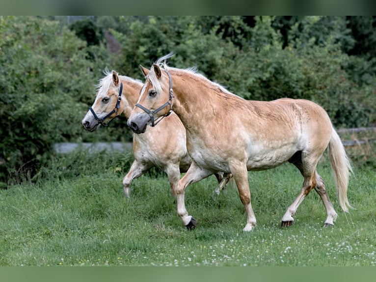 Haflinger Hongre 9 Ans Alezan in Frellstedt