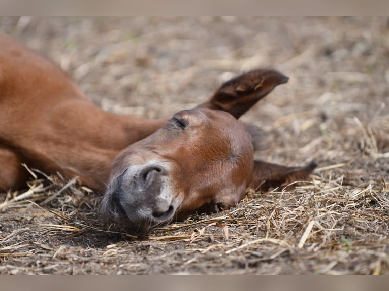 Haflinger Hongre  150 cm Isabelle in Hastveda