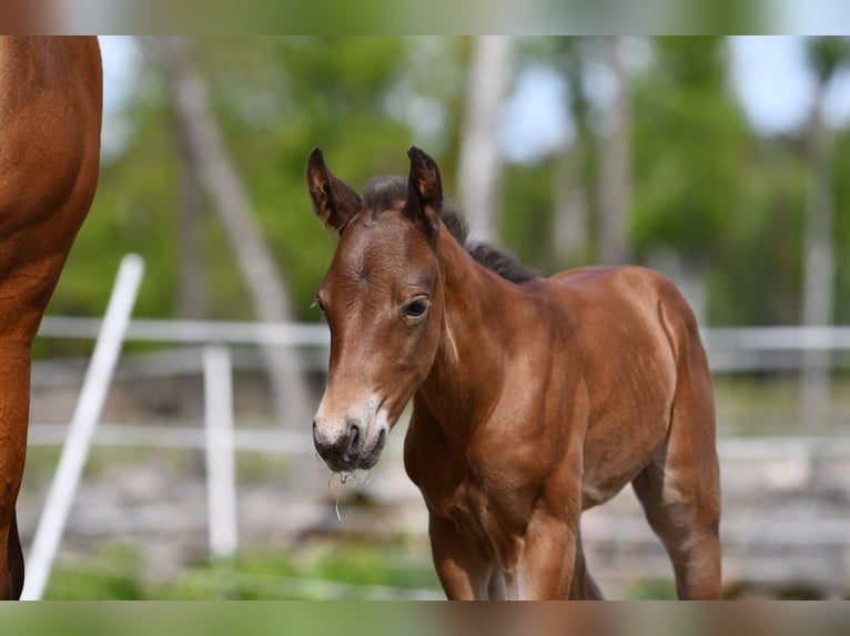 Haflinger Hongre  150 cm Isabelle in Hastveda