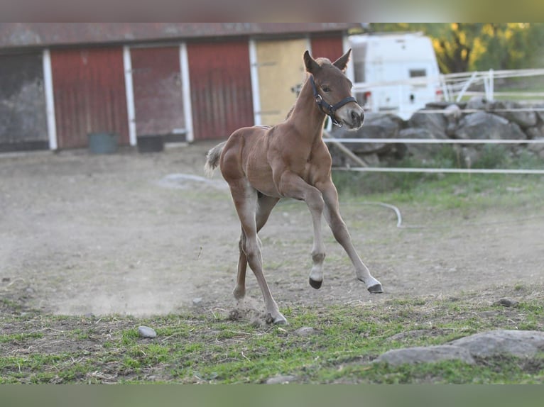 Haflinger Hongre  150 cm Isabelle in Hastveda