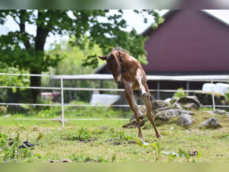 Haflinger Hongre  150 cm Isabelle in Hastveda