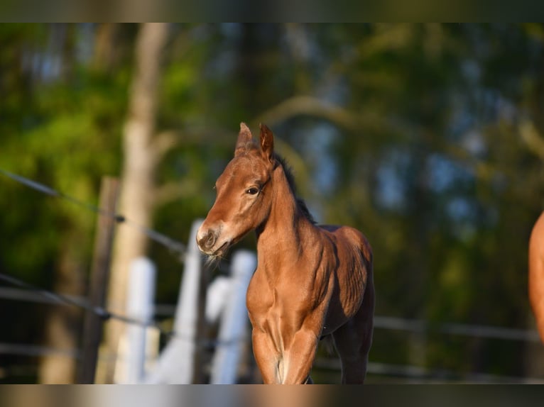 Haflinger Hongre  150 cm Isabelle in Hastveda