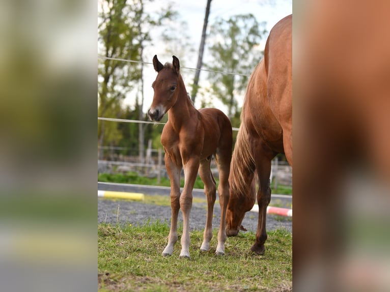 Haflinger Hongre  150 cm Isabelle in Hastveda