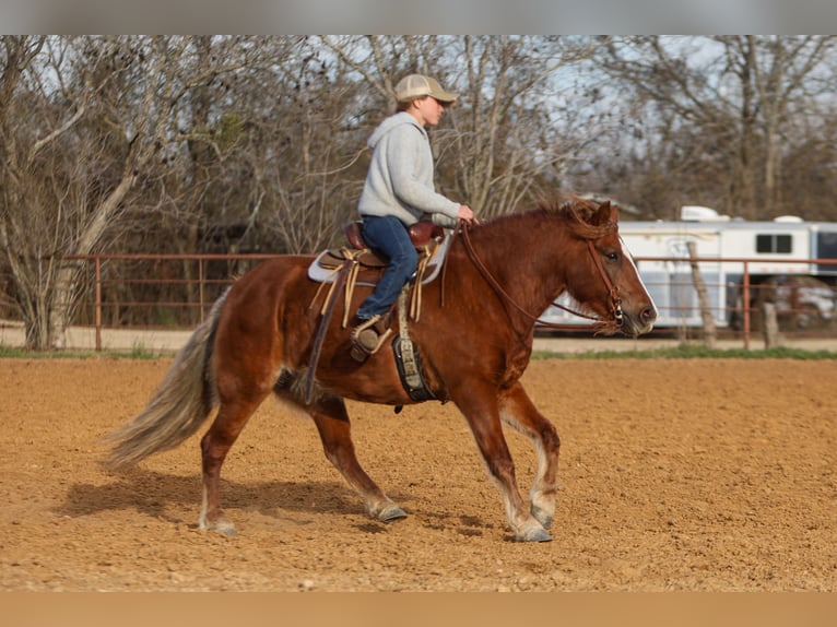 Haflinger Croisé Jument 10 Ans 132 cm Alezan brûlé in Cleburne, TX