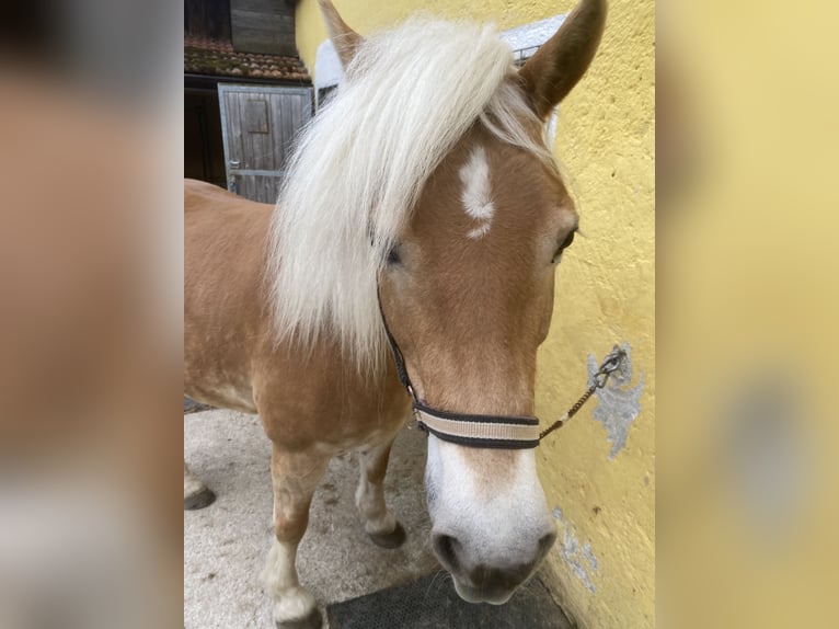 Haflinger Jument 10 Ans 138 cm Alezan in Angern