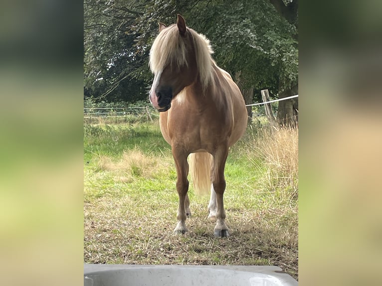 Haflinger Jument 10 Ans 141 cm in Norderstedt