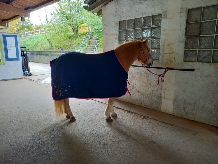 Haflinger Croisé Jument 10 Ans 142 cm Palomino in Obrigheim