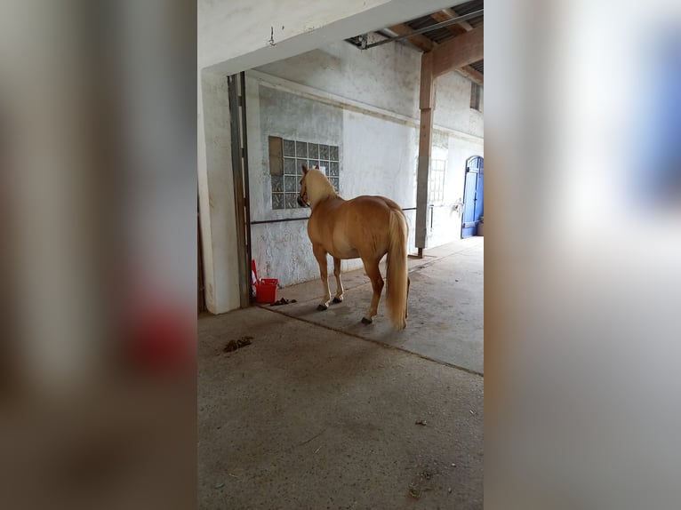 Haflinger Croisé Jument 10 Ans 142 cm Palomino in Obrigheim