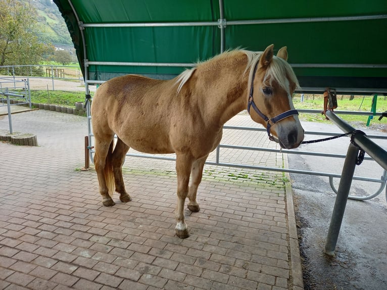 Haflinger Croisé Jument 10 Ans 142 cm Palomino in Obrigheim