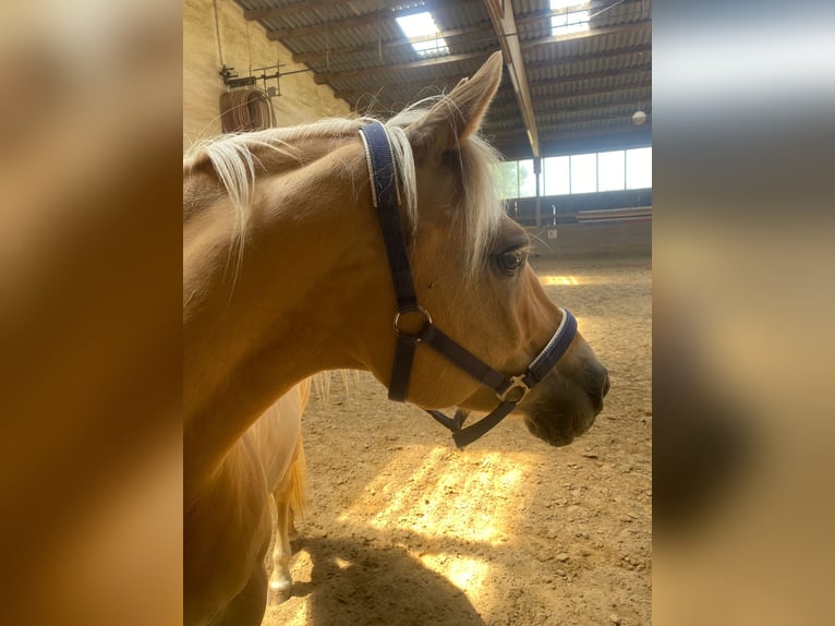 Haflinger Croisé Jument 10 Ans 142 cm Palomino in Obrigheim