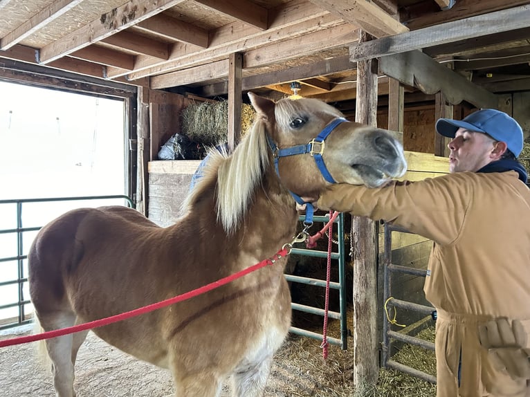 Haflinger Jument 10 Ans 142 cm Palomino in Lesagelesage