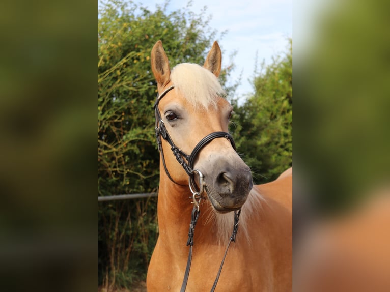 Haflinger Jument 10 Ans 145 cm Alezan in Michelau in Oberfranken