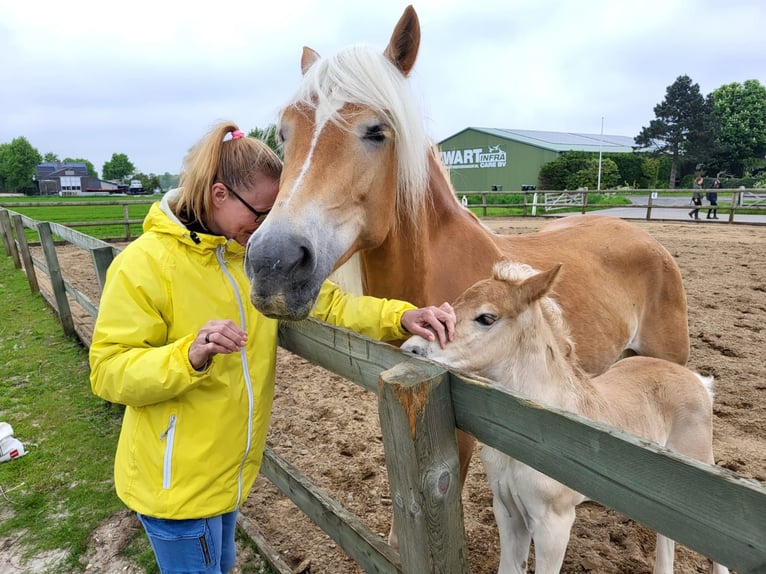 Haflinger Jument 10 Ans 146 cm Alezan in Meinerzhagen