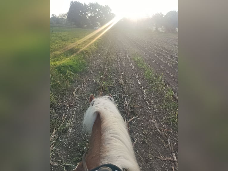 Haflinger Jument 10 Ans 147 cm Alezan in Rees