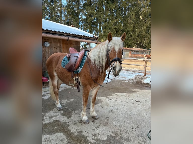 Haflinger Croisé Jument 10 Ans 148 cm Alezan in Warngau