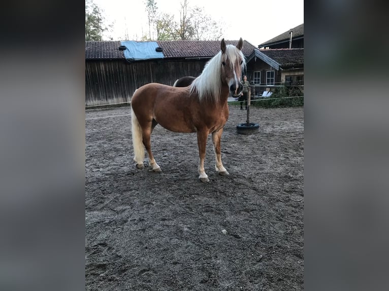 Haflinger Croisé Jument 10 Ans 148 cm Alezan in Warngau