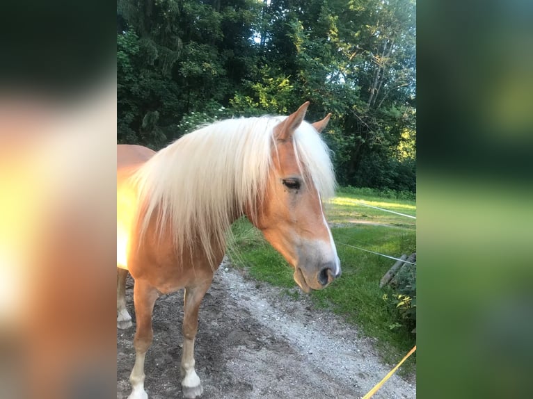 Haflinger Croisé Jument 10 Ans 148 cm Alezan in Warngau