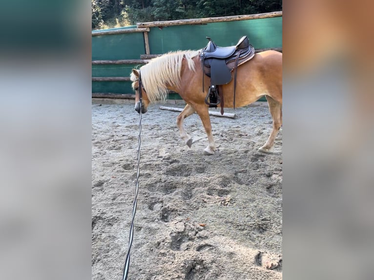 Haflinger Jument 10 Ans 148 cm in Fuschl am See