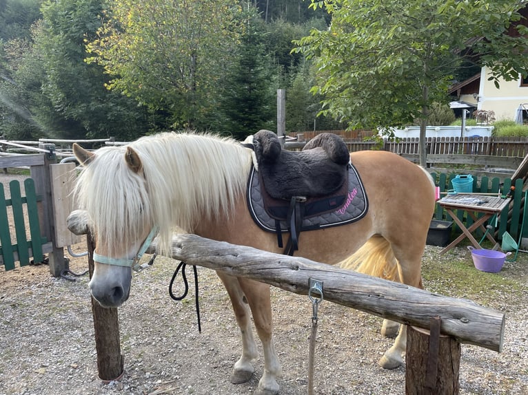 Haflinger Jument 10 Ans 148 cm in Fuschl am See