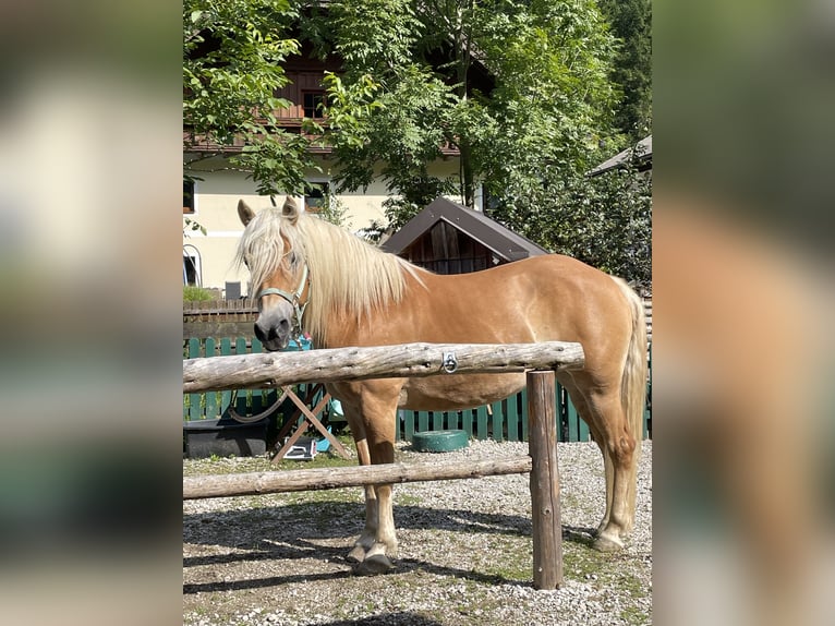 Haflinger Jument 10 Ans 148 cm in Fuschl am See