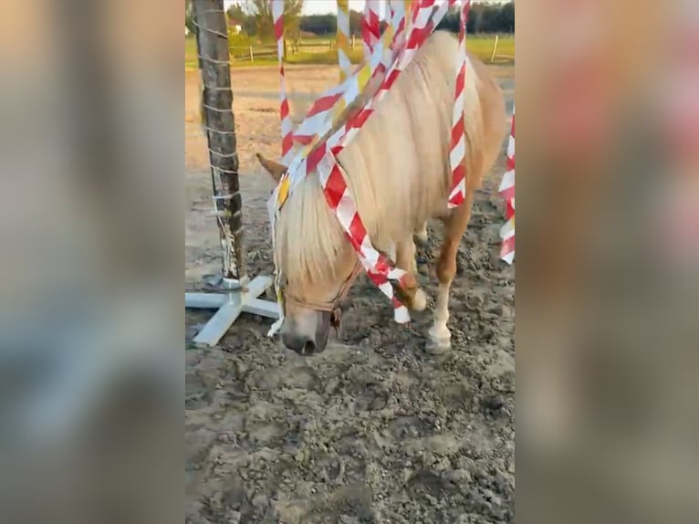 Haflinger Jument 10 Ans 148 cm in Fuschl am See