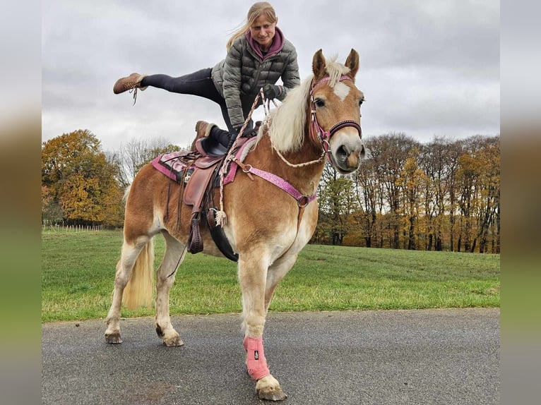 Haflinger Jument 10 Ans 150 cm Alezan in Linkenbach