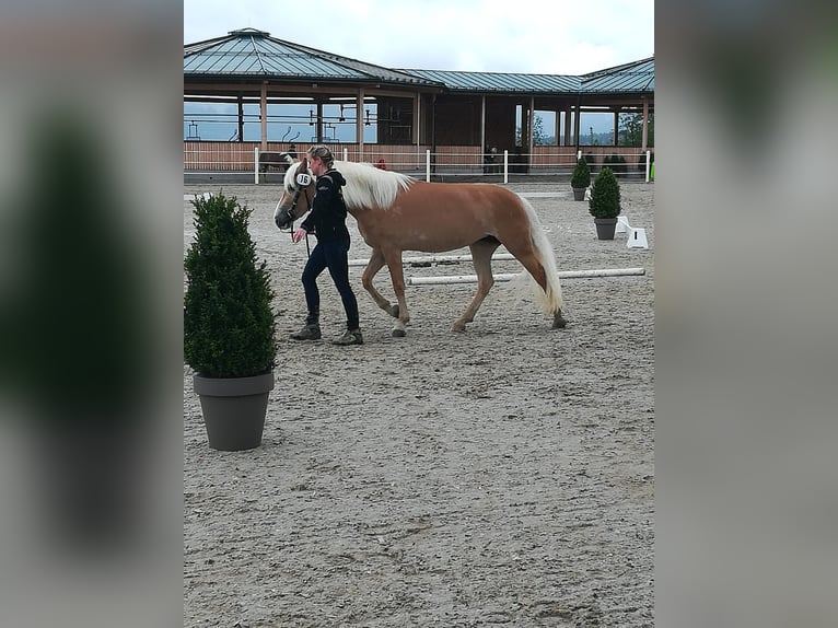 Haflinger Jument 10 Ans 150 cm Alezan in Arnoldstein