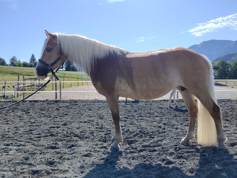 Haflinger Jument 10 Ans 150 cm Alezan in Arnoldstein
