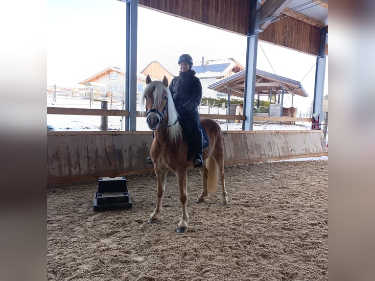 Haflinger Jument 10 Ans 151 cm Alezan in Schleedorf