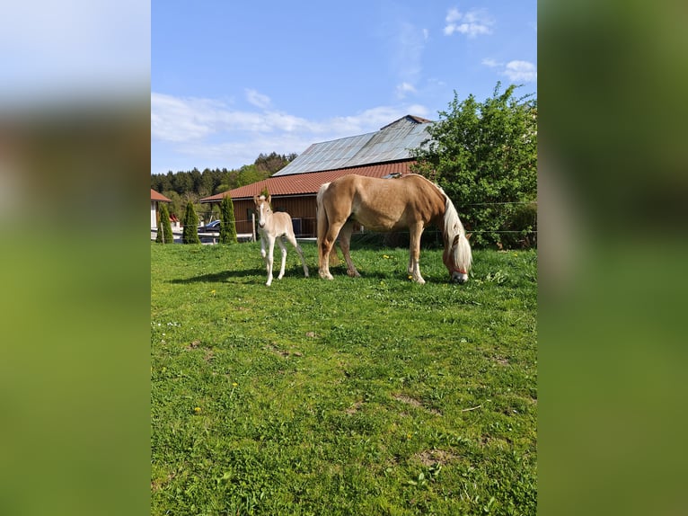 Haflinger Jument 10 Ans 151 cm Alezan in Schleedorf