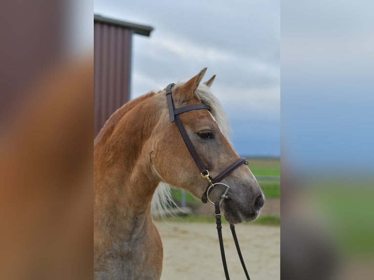 Haflinger Jument 10 Ans 155 cm Alezan in Geilenkirchen