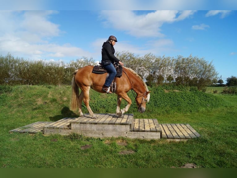 Haflinger Jument 10 Ans 156 cm Alezan in Dorsten