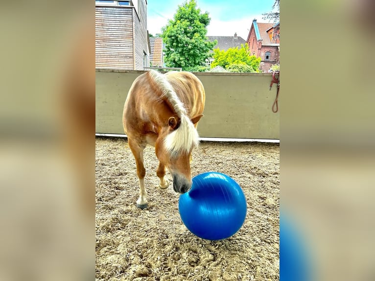 Haflinger Jument 10 Ans 156 cm Alezan in Dorsten