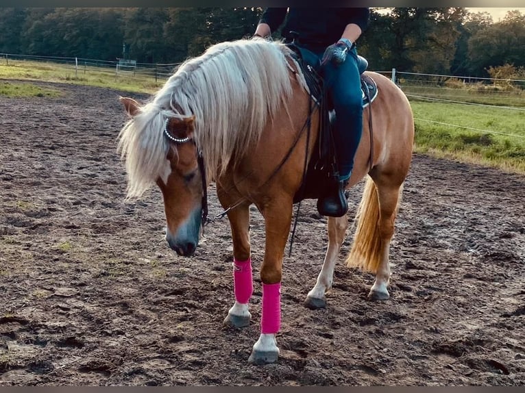 Haflinger Jument 10 Ans 156 cm Alezan in Dorsten