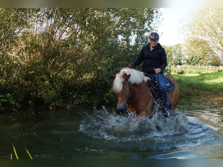 Haflinger Jument 10 Ans 156 cm Alezan in Dorsten