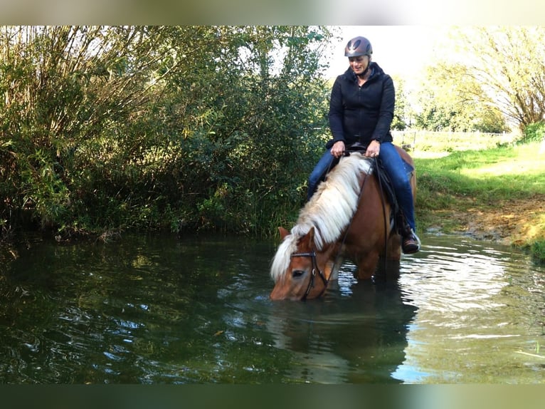 Haflinger Jument 10 Ans 156 cm Alezan in Dorsten