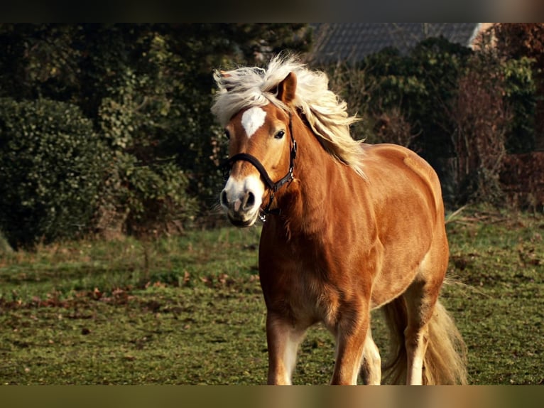 Haflinger Jument 10 Ans 156 cm Alezan in Dorsten