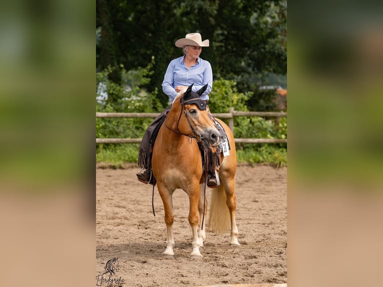 Haflinger Jument 10 Ans 156 cm Alezan in Dorsten